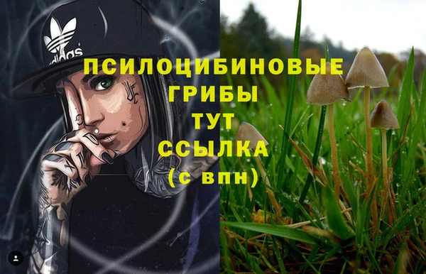 индика Богданович